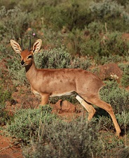 Steenbok
